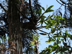 Bulbophyllum setaceum