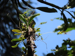 Bulbophyllum setaceum
