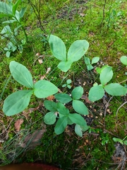 Menyanthes trifoliata