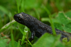 Ichthyosaura alpestris alpestris