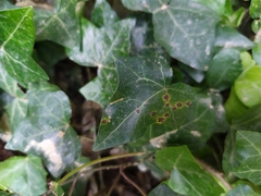 Xanthomonas campestris