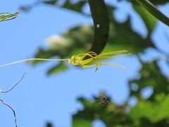 Bulbophyllum setaceum