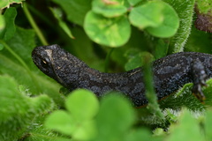 Ichthyosaura alpestris alpestris