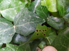 Xanthomonas campestris