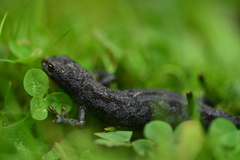 Ichthyosaura alpestris alpestris