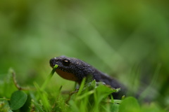 Ichthyosaura alpestris alpestris