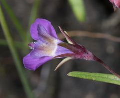 Collinsia sparsiflora
