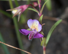 Collinsia sparsiflora