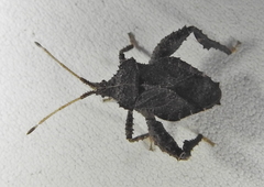 Acanthocorini
