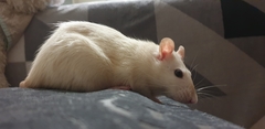 Rattus norvegicus domestica