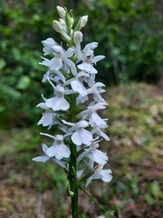 Dactylorhiza maculata