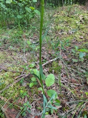 Dactylorhiza maculata