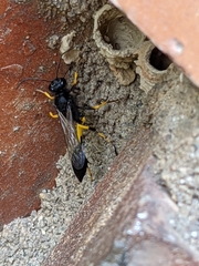 Sceliphron spirifex