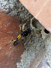 Sceliphron spirifex