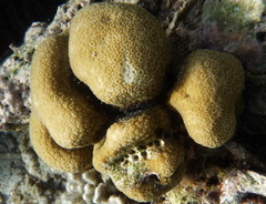Goniastrea stelligera