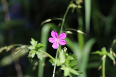 Geranium