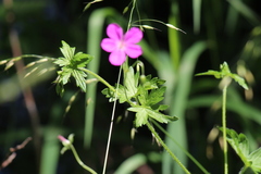 Geranium