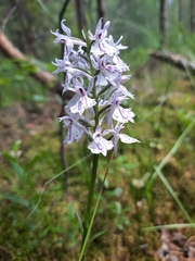 Dactylorhiza maculata