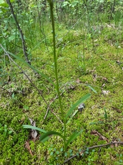 Dactylorhiza maculata
