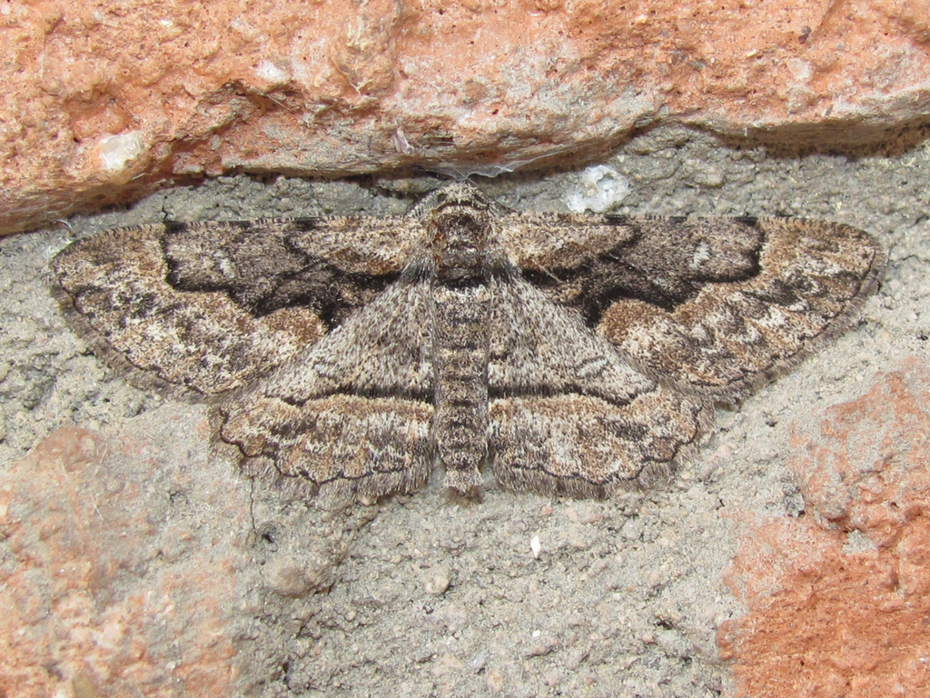 Iridopsis dataria