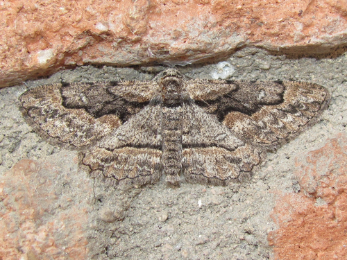 Iridopsis dataria (Grote, 1882)