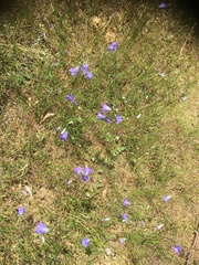 Campanula rotundifolia