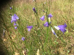 Campanula rotundifolia