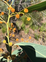 Acacia bancroftiorum