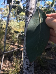 Acacia bancroftiorum