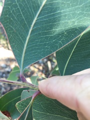 Acacia bancroftiorum