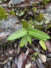 Leichhardtia coronata