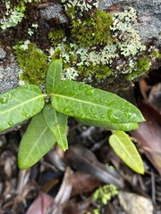 Leichhardtia coronata
