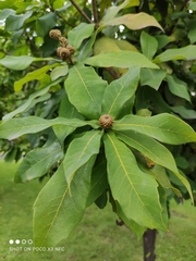 Quercus germana