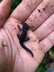 Ichthyosaura alpestris alpestris