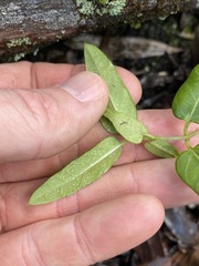 Leichhardtia coronata