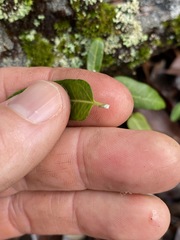 Leichhardtia coronata