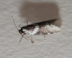 Lepidoscia heliochares