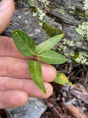 Leichhardtia coronata