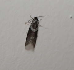 Lepidoscia heliochares