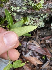 Leichhardtia coronata