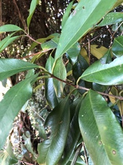 Eugenia brasiliensis