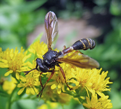 Physocephala rufipes