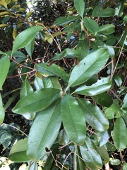Eugenia brasiliensis