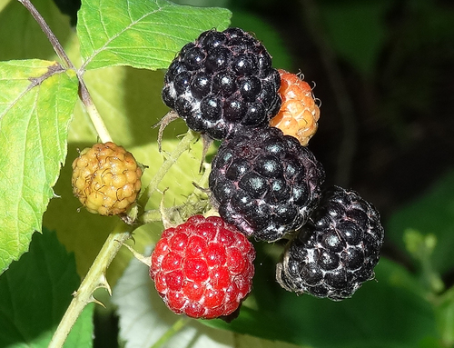 black raspberry