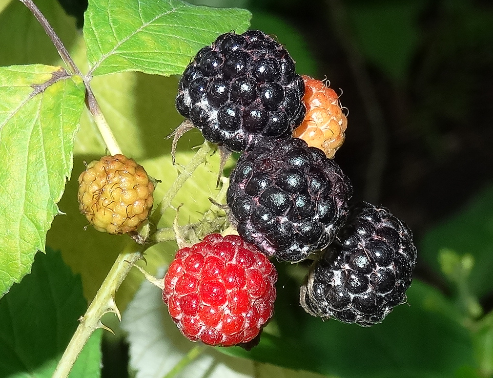 Rubus occidentalis