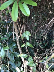 Eugenia brasiliensis