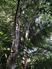 Eugenia candolleana