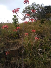 Aloe chabaudii