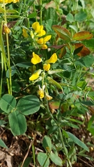 Lathyrus pratensis