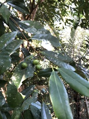 Eugenia candolleana